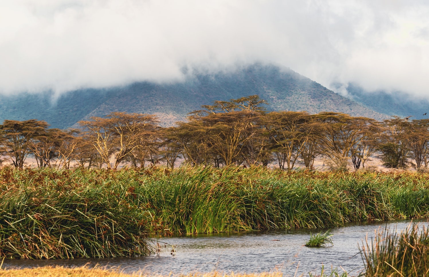 East African wetland landscape